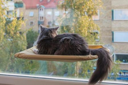 Viele Katzen lieben es zu faulenzen und aus dem Fenster zu starren. Warum dann nicht gleich mit diesem bequemen Katzenbett d...