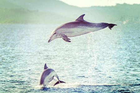 In der Adria können Urlauber weiterhin den Anblick freier Delfine genießen.