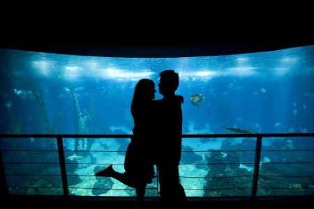 Auch die größte Stadt Portugals ist eine romantische Stadt. Frisch Verliebte treffen sich in Lissabon oft im Aquarium. Viell...