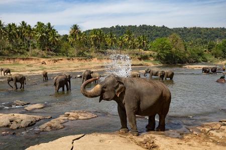 8. Sri Lanka: Sandstrände, Teeplantagen, hohe Berge - Sri Lanka hat für Touristen eine ganze Menge zu bieten. Für leckeres E...