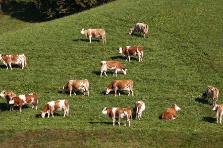 Friedlich grasende Kühe in den Tagen vor dem Almabtrieb