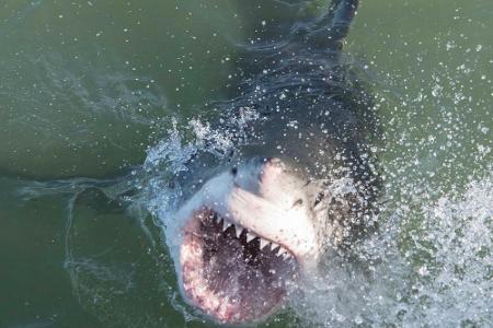 Für Öko-Touristen: Der Weiße Hai kommt in Gaansbaai ganz nah