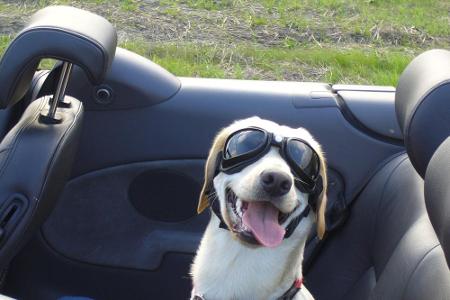 Hunde sollten am besten schon lange vor der Reise ans Autofahren gewöhnt werden.