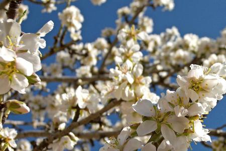 Wenn auf Mallorca die Mandelblüten sprießen, ist es genau der richtige Zeitpunkt, dem tristen, deutschen Wetter zu entfliehen