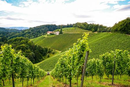 In Kärnten gibt es viele Weinberge. Für die Winzer ist der Wein eine Leidenschaft, wobei vor allem die Qualität zählt. Wer z...