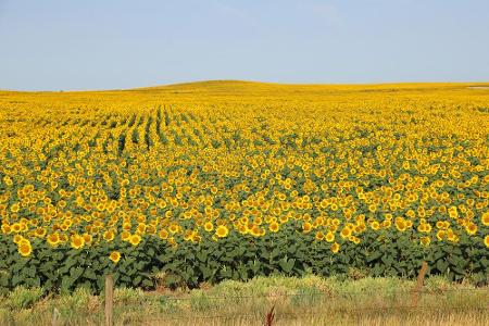 North Dakota: Mehr als 50 Prozent aller Sonnenblumen in den USA stammen von den schier endlosen Feldern des Bundesstaates. D...