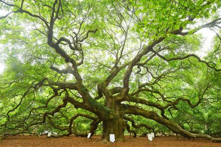 South Carolina: Der Angel Oak (zu Deutsch 