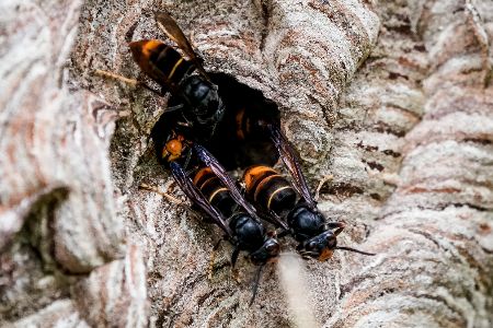 Nest der Asiatischen Hornisse