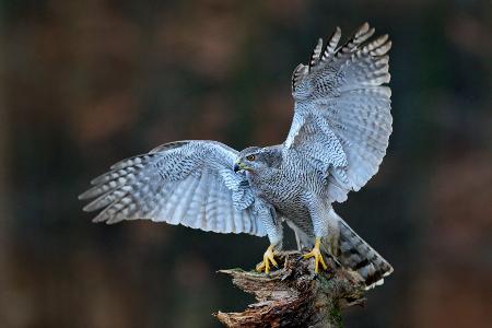 Raubvogel ist nicht das Gleiche