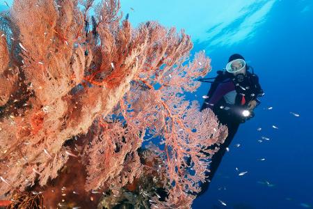 Im Tiefenrausch: Die Tauchparadiese dieser Welt