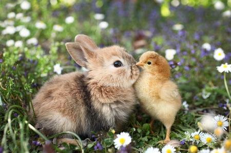 Kaninchen und Küken.jpg Kaninchen und Küken.jpg