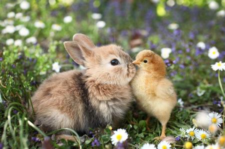 Kaninchen und Küken.jpg