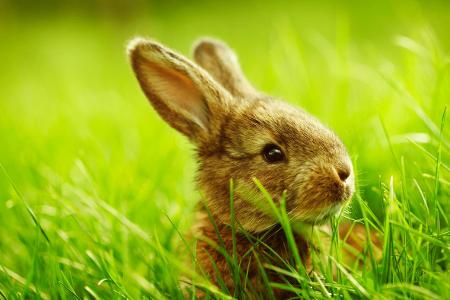 Kaninchenbaby im Gras Getty.jpg