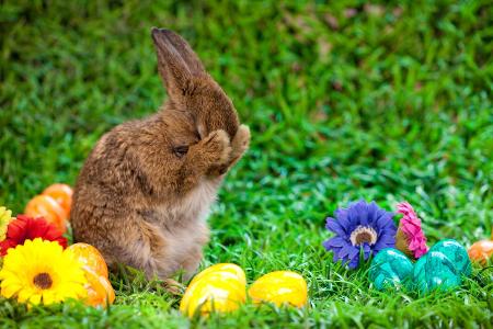 putzendes Kaninchen mit Eiern.jpg