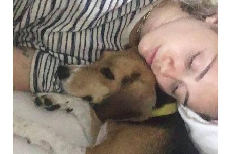 Miley Cyrus (24) ist eine echte Tierliebhaberin: Nicht nur Katzen befinden sich in ihrer Obhut, sondern auch Hunde. Sie wird...
