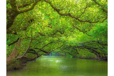 Unter diesem Blätterdach kommt man sich vor wie im Amazonas. Der Taijiang Nationalpark ist berühmt für seine verwunschenen M...
