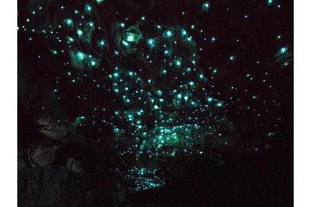 Schon wieder eine Light-Show! In der Glühwürmchen-Höhle von Waitomo, Neuseeland. Die Pilzmücke besitzt die Fähigkeit, türkis...