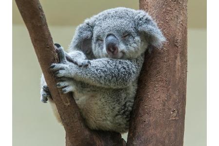 Da freut sich nicht nur unser kuscheliger Freund hier. Wenn es in Down Under dank deutscher Work-and-Travel-Abiturienten ein...