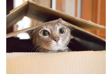 Am 8. August ist wieder Weltkatzentag. Tierfreunde und Katzen-Fans feiern mit diesen witzigen Gadgets und Apps rund um die S... Am 8. August ist wieder Weltkatzentag. Tierfreunde und Katzen-Fans feiern mit diesen witzigen Gadgets und Apps rund um die S...