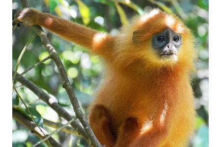 ...ist dieser neugierige Zeitgenosse: der Maronenlangur. Die Baumwipfel der Insel Borneo seine Heimat. Der Klettermeister gi...