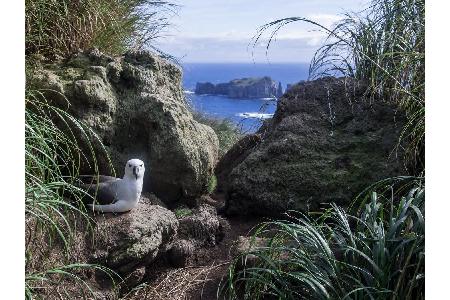 Mit dem schottischen Edinburgh hat das Dörfchen Edinburgh of the Seven Seas auf der Vulkaninsel Tristan da Cunha nicht viel ...