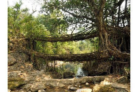 Deutlich stabiler wirken da schon die lebenden Brücken von Meghalaya in Indien. Die Wurzeln des Gummibaums werden in Handarb...