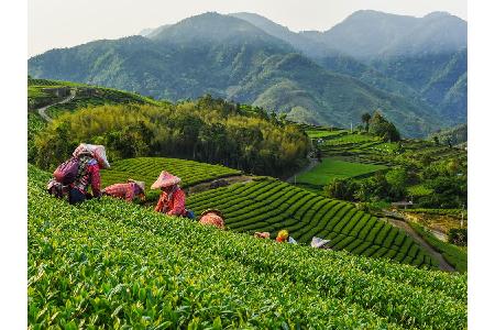 Taiwan ist ein Land der Teetrinker. Kein Wunder also, dass die traditionelle Züchtung und Erntemethoden nach wie vor eine gr...