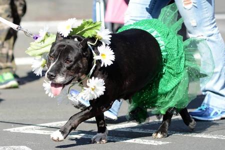...feiern aber nicht nur die Menschen. Auch Vierbeiner wie dieser Hund in New York werden zu Fans des Heiligen Patrick - ob ...