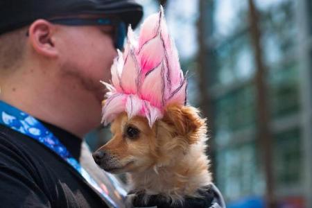 Dieser Besucher hat ebenfalls seinen Hund mitgebracht und vor der Anreise sicherlich einige Stunden mit der selbst gemachten...