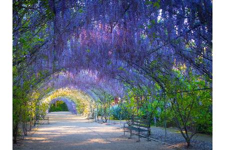 In der Wisteria Lane im Botanischen Garten von Adelaide regnet es zwar keine roten Rosen, aber ein Baldachin aus Blauregen i...