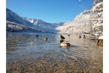 Bohinj ist ein nahezu unberührtes, weites Tal im Westen des Landes. Das Gebiet zählt zu den Julischen Alpen und besticht dur...