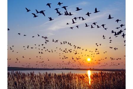 Nicht nur die Pflanzen-, auch die Tierwelt ist vielseitig. Egal ob die Würmer im Watt oder die Vögel am Himmel, wie hier in ...