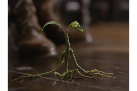 Fehlen darf natürlich auch nicht Bowtruckle Pickett.