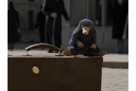 Eine wichtige Rolle im Film übernimmt dieser Niffler.