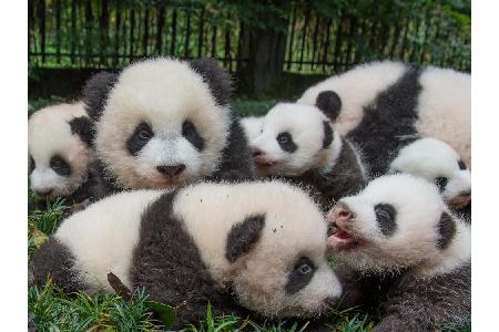 Diese zehn Fakten wissen Sie über Pandas vielleicht noch nicht: Beispielsweise haben Pandas einen sechsten Finger - um Bambu... Diese zehn Fakten wissen Sie über Pandas vielleicht noch nicht: Beispielsweise haben Pandas einen sechsten Finger - um Bambu...