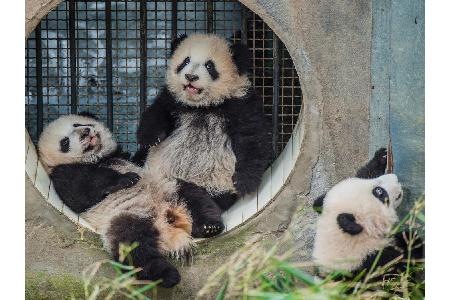 Panda-Bären haben viele unbekannte Seiten. In ihrem Bildband 