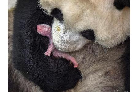Etwa die Hälfte der Panda-Geburten in Gefangenschaft sind Zwillingsgeburten. Die meisten Mütter kümmern sich aber nur um ein...