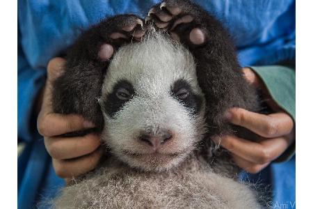 Pandas brüllen nicht wie andere Bären. Sie meckern wie Ziegen, trompeten, fauchen oder bellen, um zu kommunizieren.