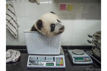 Pandas gehören zu den am schnellsten wachsenden Säugetieren: Im ersten Lebensmonat nimmt ihr Gewicht von 500 auf 1800 Gramm zu.