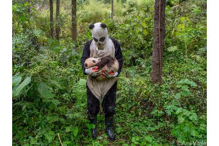 Wer heute einen Bären tötet, muss mit 20 Jahren Gefängnis rechnen. Bis in die 1960er Jahre war die Jagd auf Pandas erlaubt.