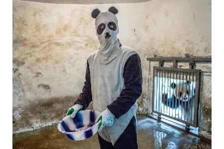 Baby-Pandas riechen wie nasse Hundewelpen. Und: Jeder Panda verzehrt bis zu 36 Kilo Bambus am Tag.