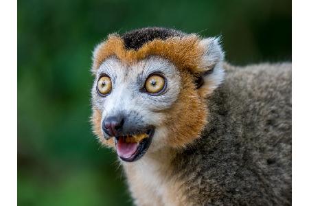 Platz 6: Chester Zoo, Großbritannien. Da staunt nicht nur dieser Kronenmaki! Seine Heimat, der Zoo bei Upton by Chester im N...