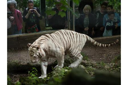 Platz 4: ZooParc de Beauval, Frankreich. Saint-Aignan sur Cher ist eine kleine Gemeinde im Herzen der Republik. Der ortsansä...