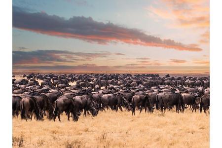 ...auch Gnus, Elefanten, Löwen, Geparden, Gazellen, Giraffen oder Antilopen. Beste Reisezeit: Der tropische Winter von Juni ...