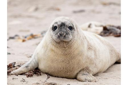 An der Westküste des nördlichsten Bundeslandes stehen vor allem die tierischen Meeres- und Strandbewohner wie Seehunde, Kege...