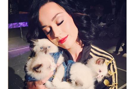 Auch Katy Perry (33) ist ein absoluter Katzen-Fan. Ihre Liebe zu den flauschigen Vierbeinern ist so groß, dass eine Katze ni...