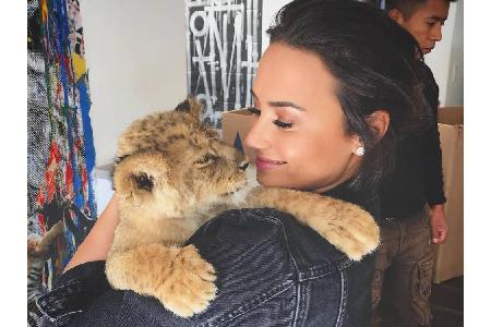 Auch Demi Lovato (25) liebt Katzen in jeder Größe. Ihre eigene Nackt-Katze musste sie allerdings schweren Herzens wieder abg...