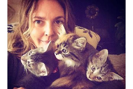 Eigentlich wollte Drew Barrymore (43) im vergangenen Jahr nur eine Katze aus dem Tierheim befreien - und kam mit drei süßen ...