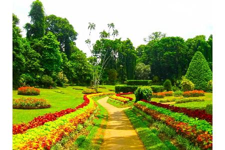 Der Königliche Botanische Garten in der Stadt Kandy begeistert nicht nur Naturliebhaber. Im alten Lustgarten des Königs könn...