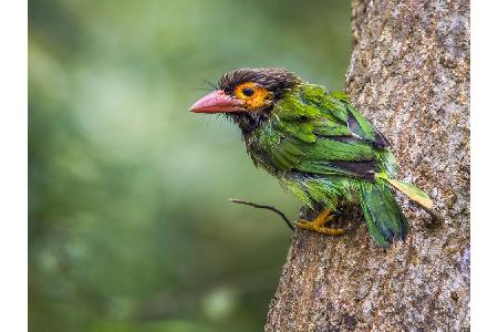 ...sondern auch exotische Vögel, wie dieser bunte Freund.